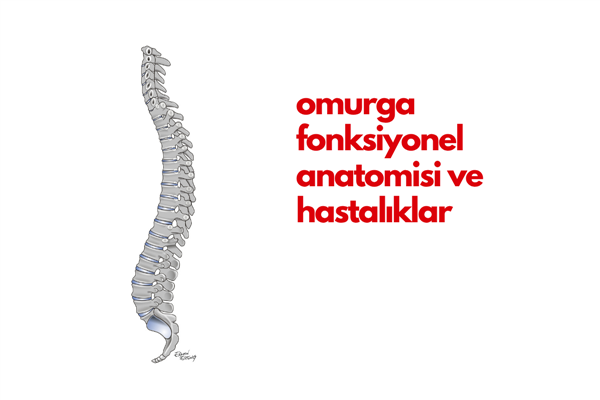 Omurga Fonksiyonel Anatomisi ve Hastalıklar