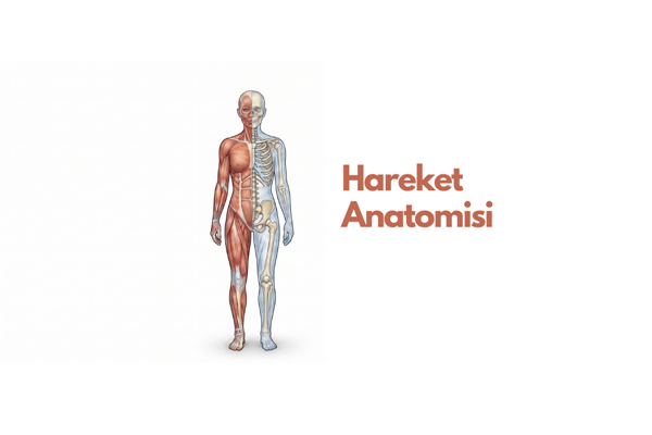 Hareket Anatomisi