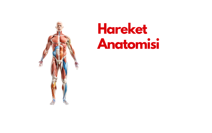 Hareket Anatomisi /İZMİR