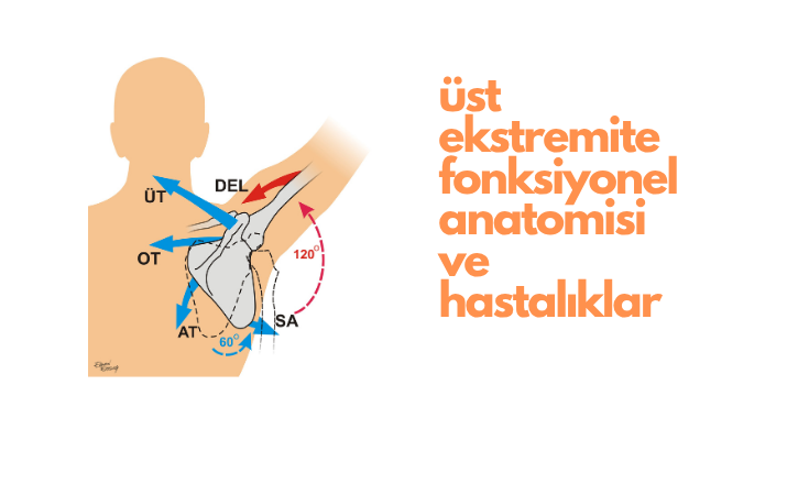 Üst Ekstremite