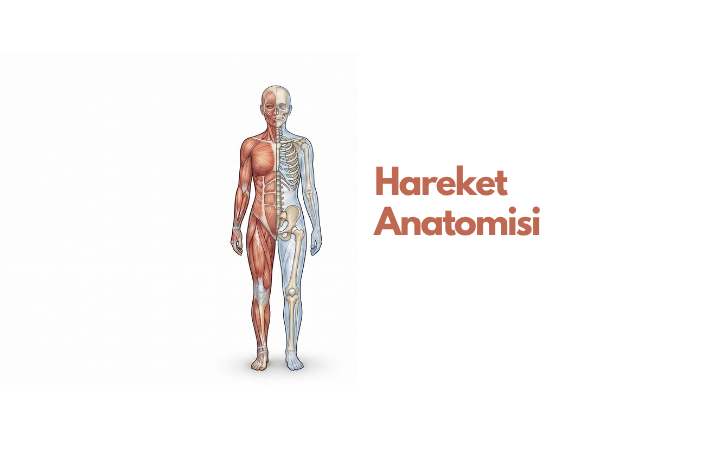 Hareket Anatomisi Online