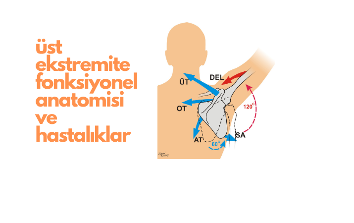 Üst Ekstremite Fonksiyonel Anatomisi ve Hastalıklar