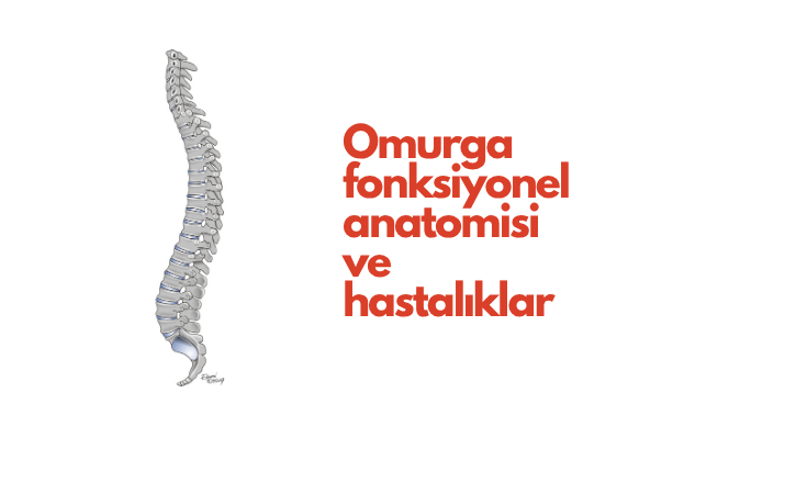 Omurga Fonksiyonel Anatomisi ve Hastalıklar