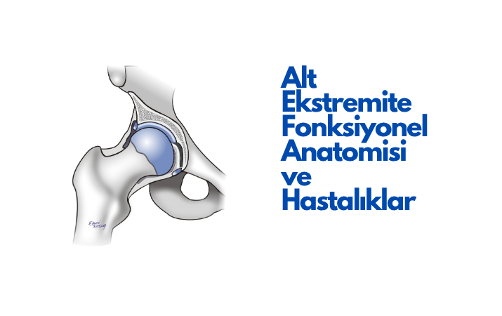 Alt Ekstremite Fonksiyonel Anatomisi ve Hastalıklar